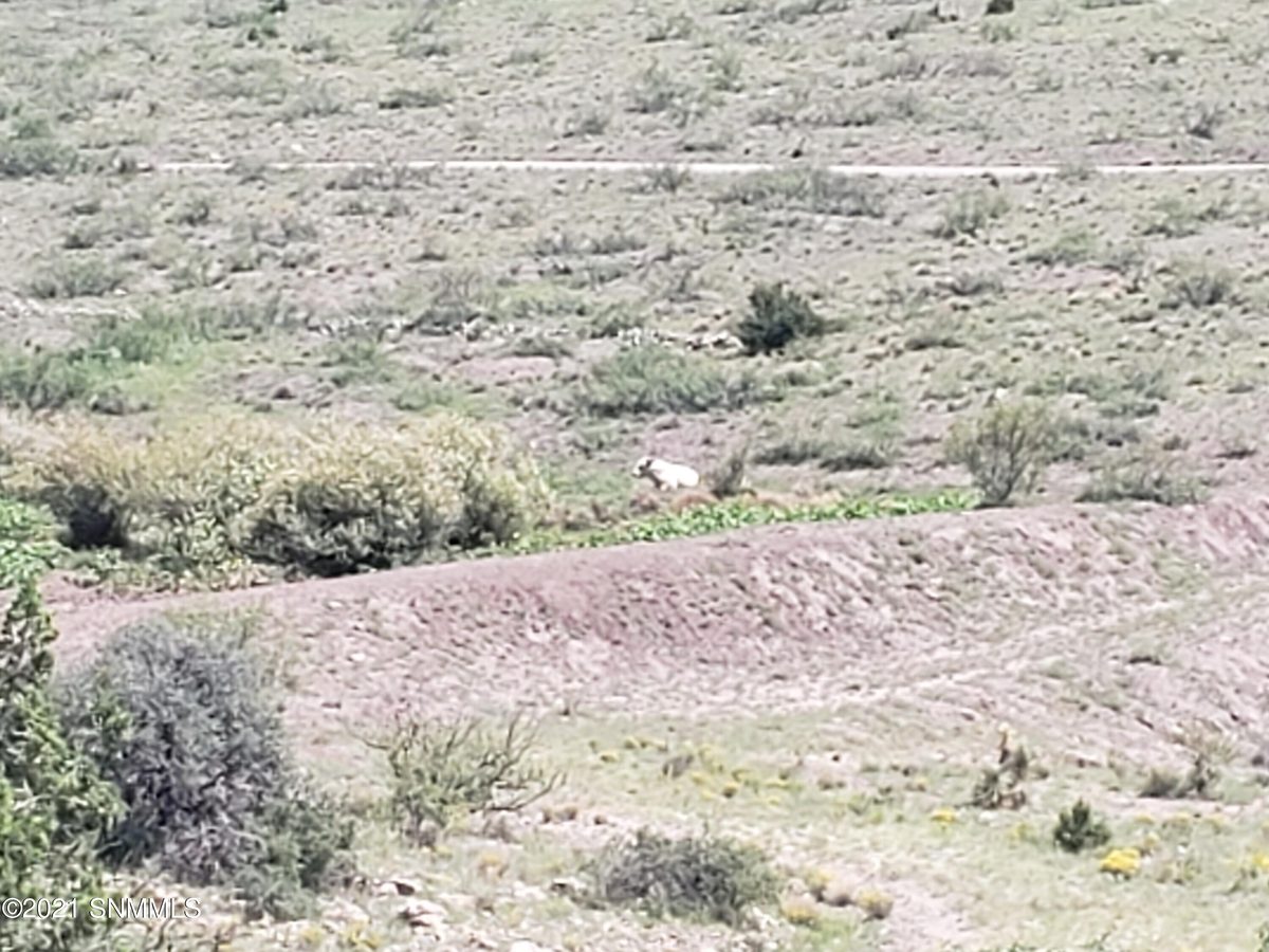 8 Child of Water, Hillsboro, NM 88042, foto 11