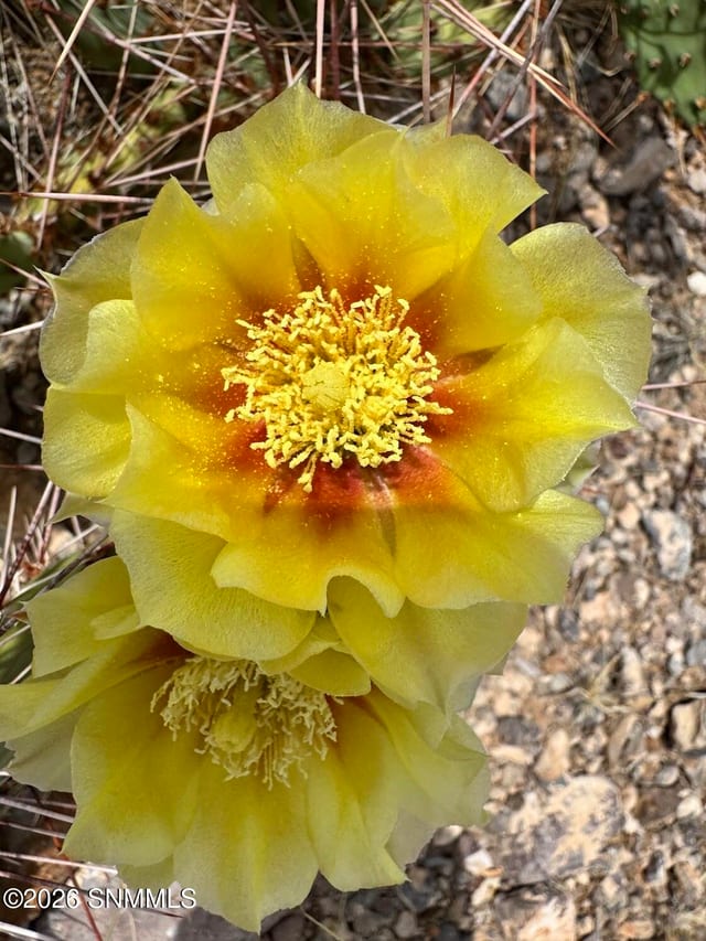 TBD Hardrock Road, Las Cruces, NM 88011 photo 3