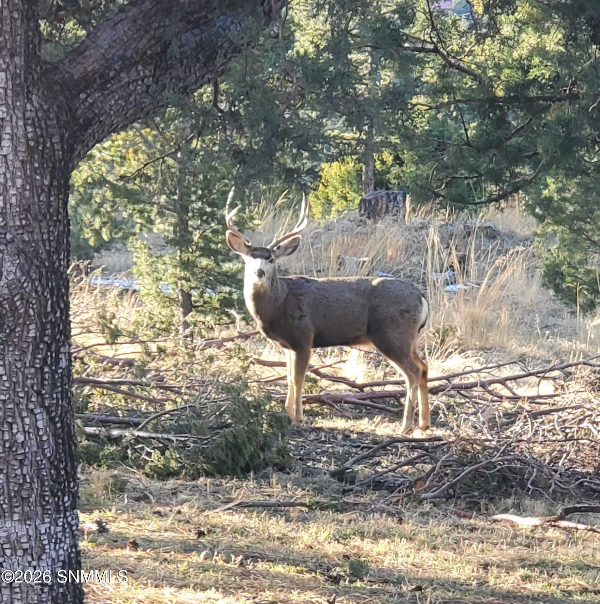 TBD Mesita Drive, Alto, NM 88312, foto 8