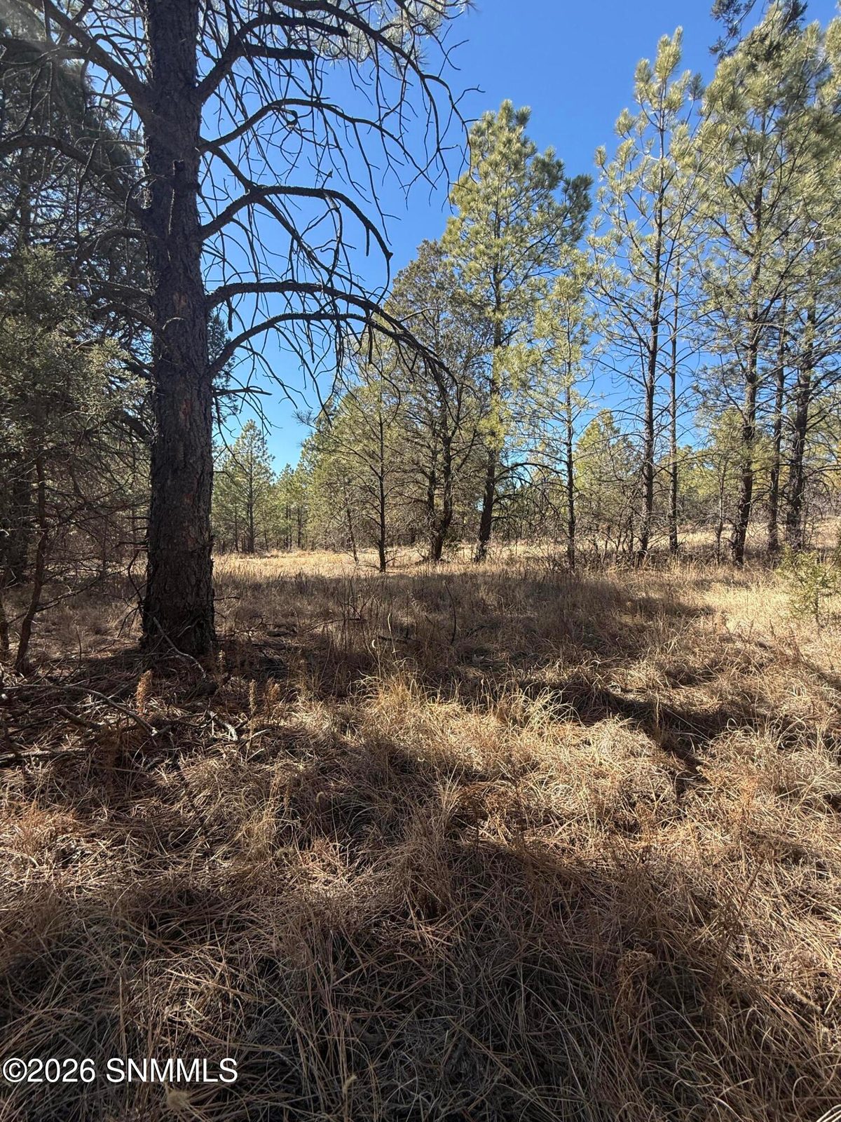 TBD Eldrado Drive, Timberon, NM 88350 photo 8