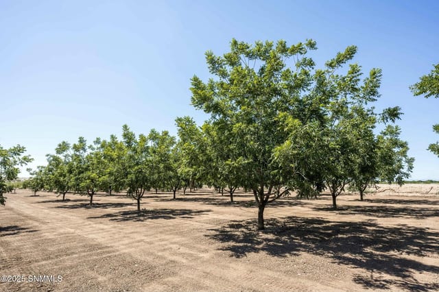 215 Red Hills Road, Hatch, NM farm for sale at $2,350,000