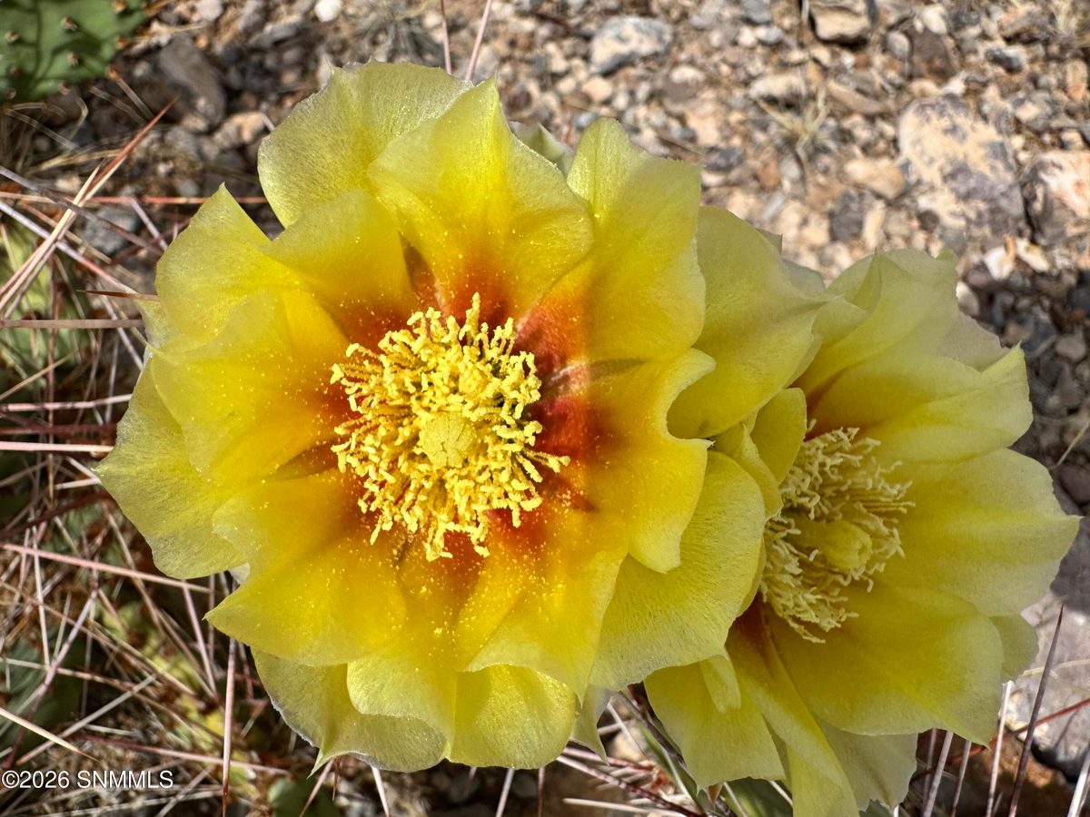 TBD Hardrock Road, Las Cruces, NM 88011 photo 6